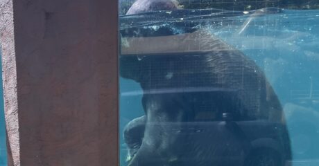 富士サファリパーク